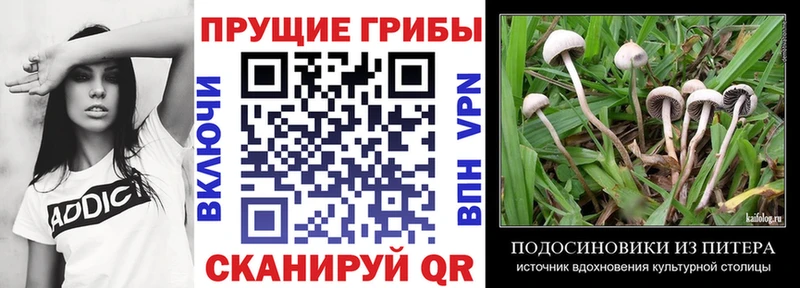 KRAKEN зеркало  Томск  Галлюциногенные грибы мицелий 
